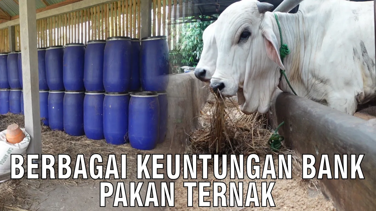 
                                 Berbagai-Keuntungan-Bank-Pakan-Ternak